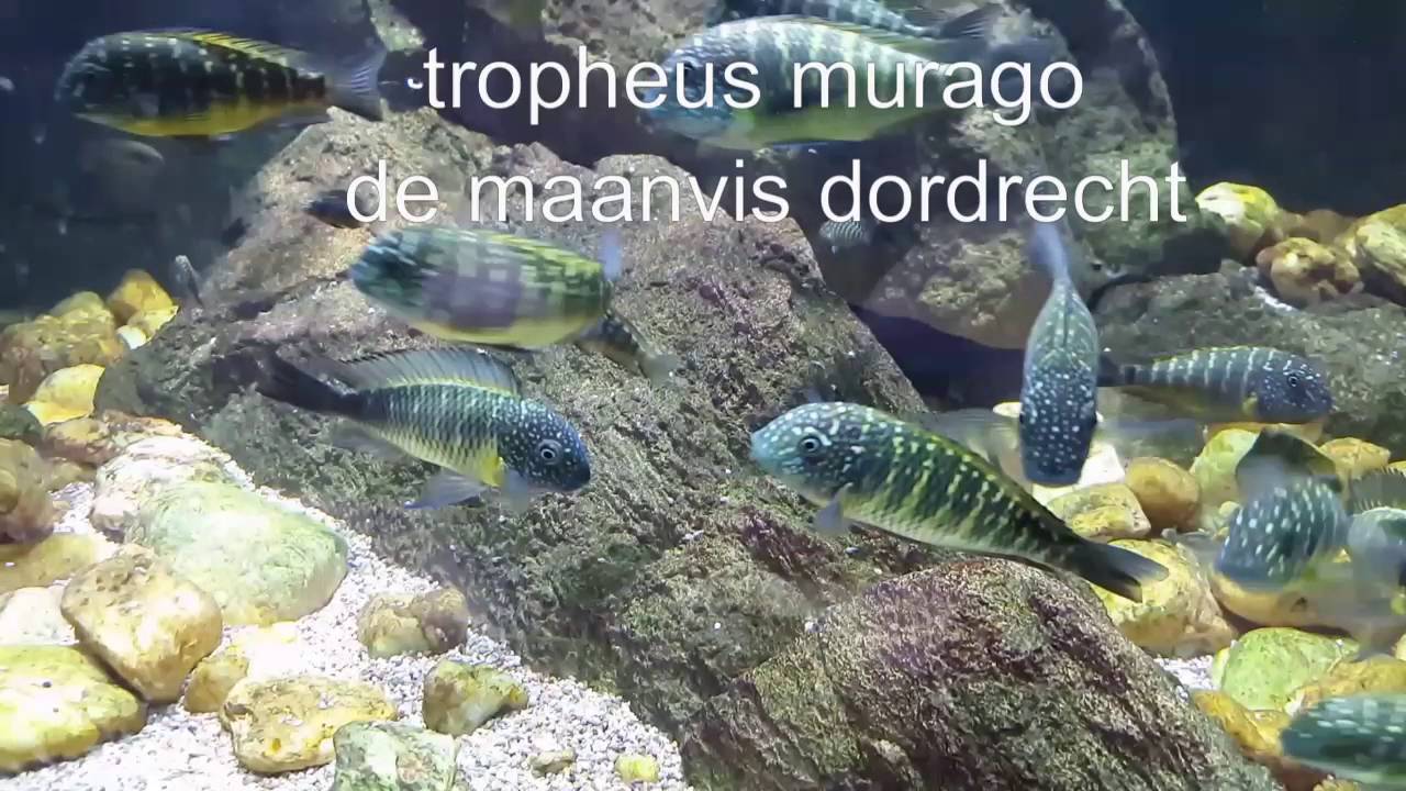 tropheus sp murago Congo  & eretmodus