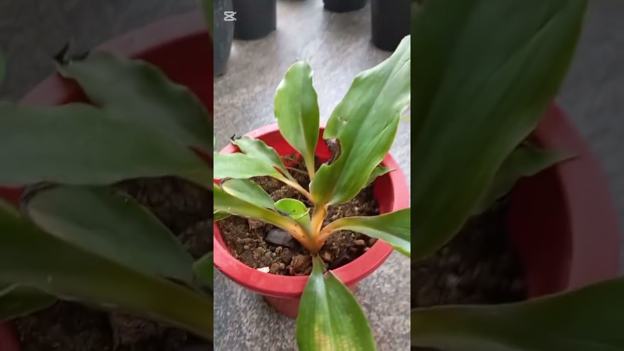 රු.50 සිට මල් පැළ හොයන ඔබ වෙනුවෙන්ම  පැළ විශේෂ 25 කට  වැඩි ප්‍රමාණයක්... whatsapp : 076 96 96 96 3