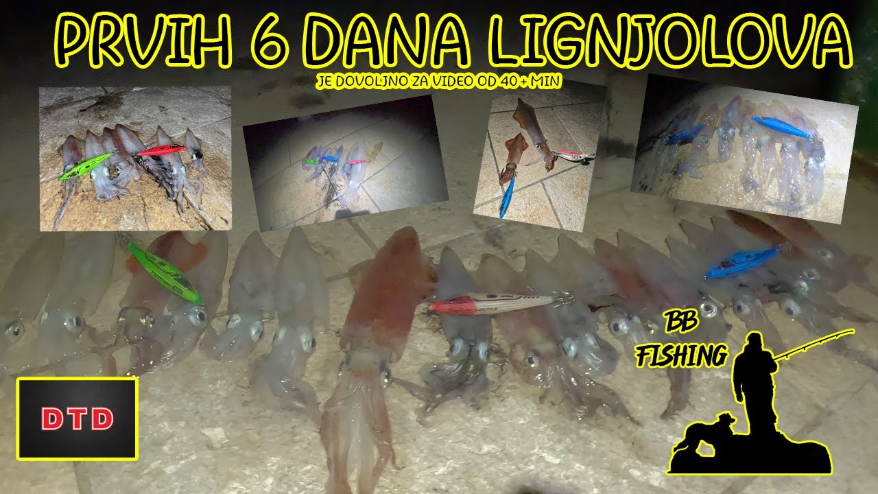 6 DANA LIGNJOLOVA S OBALE  - ULOVI