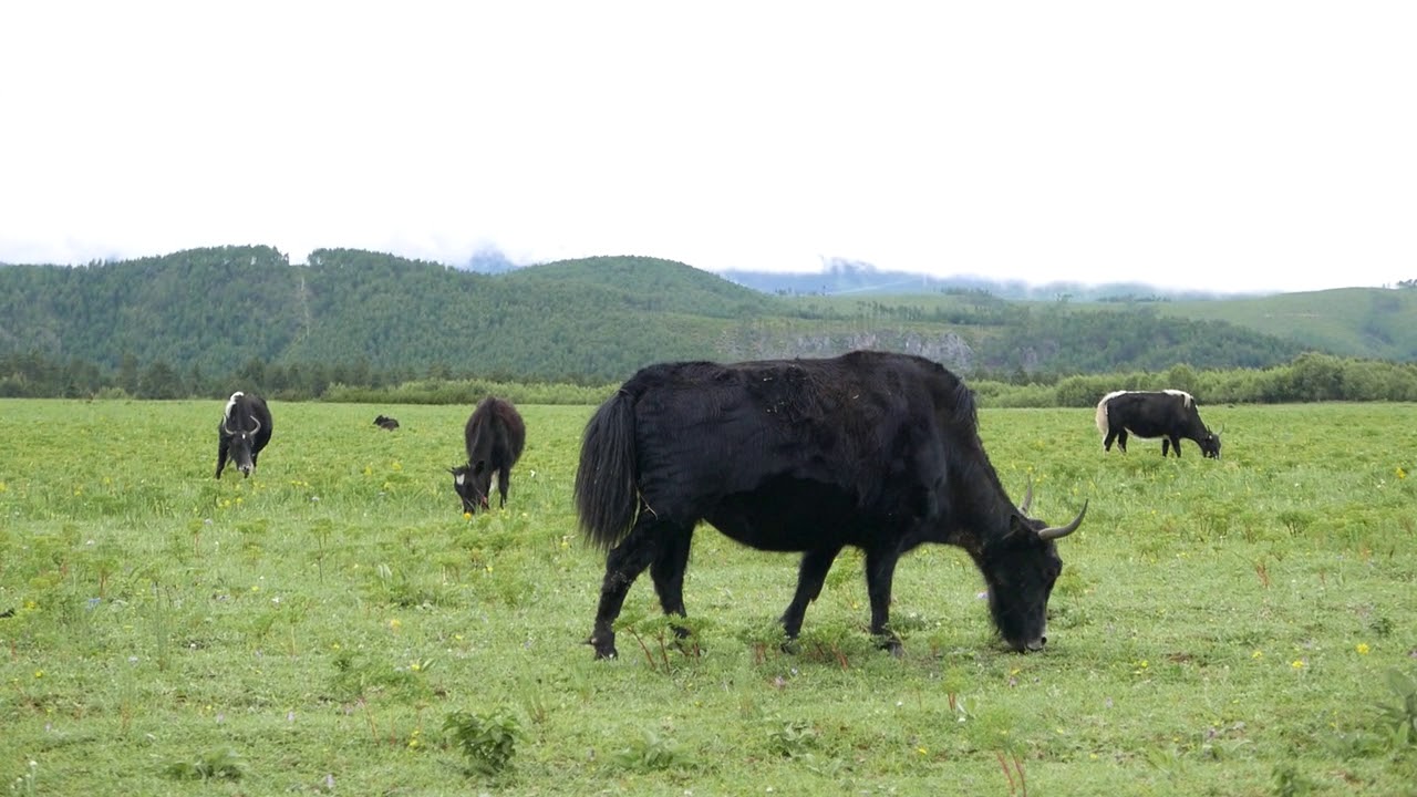 Yak Shangri-la, Diqing Tibetan Autonomous Prefecture