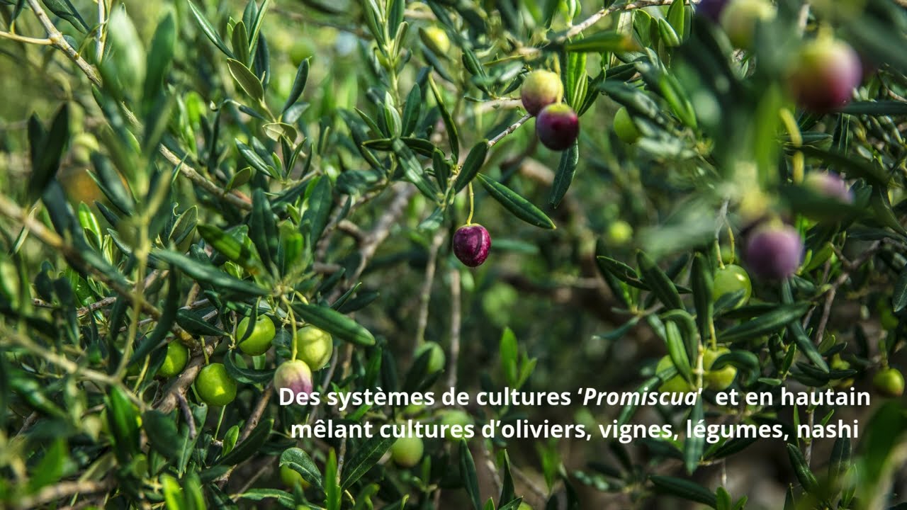 Quel dispositif agronomique pour 2026  ?