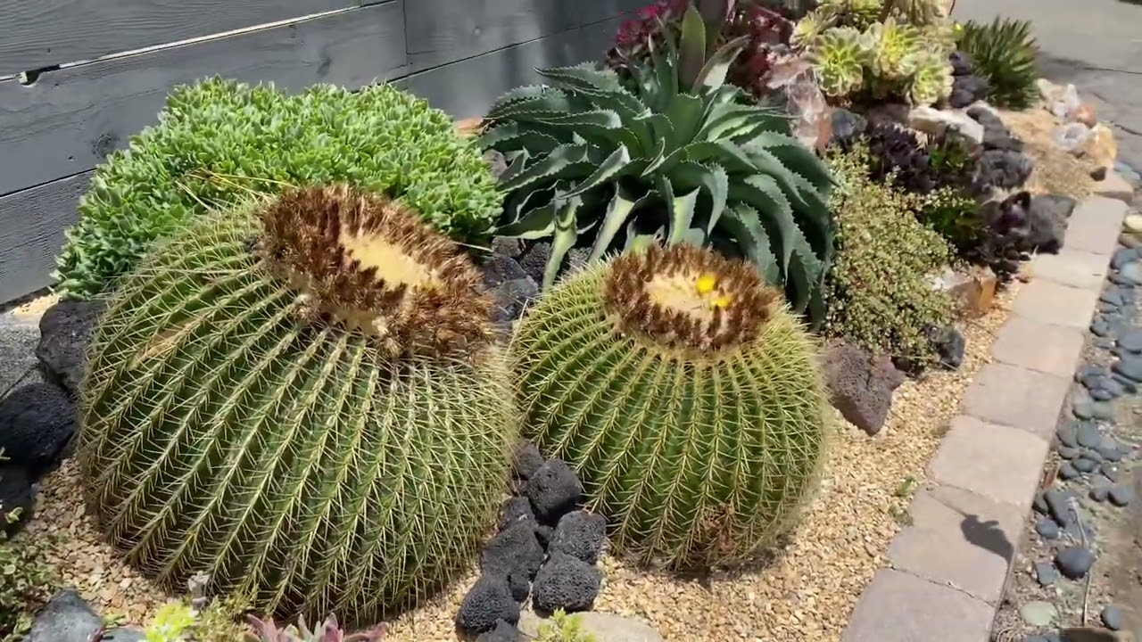 One year old cactus and succulent garden check in in Encinitas, Ca.