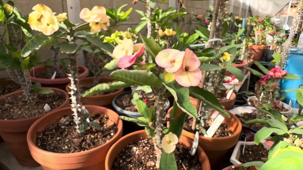 Fecha de poda de esquejes para el mes de diciembre