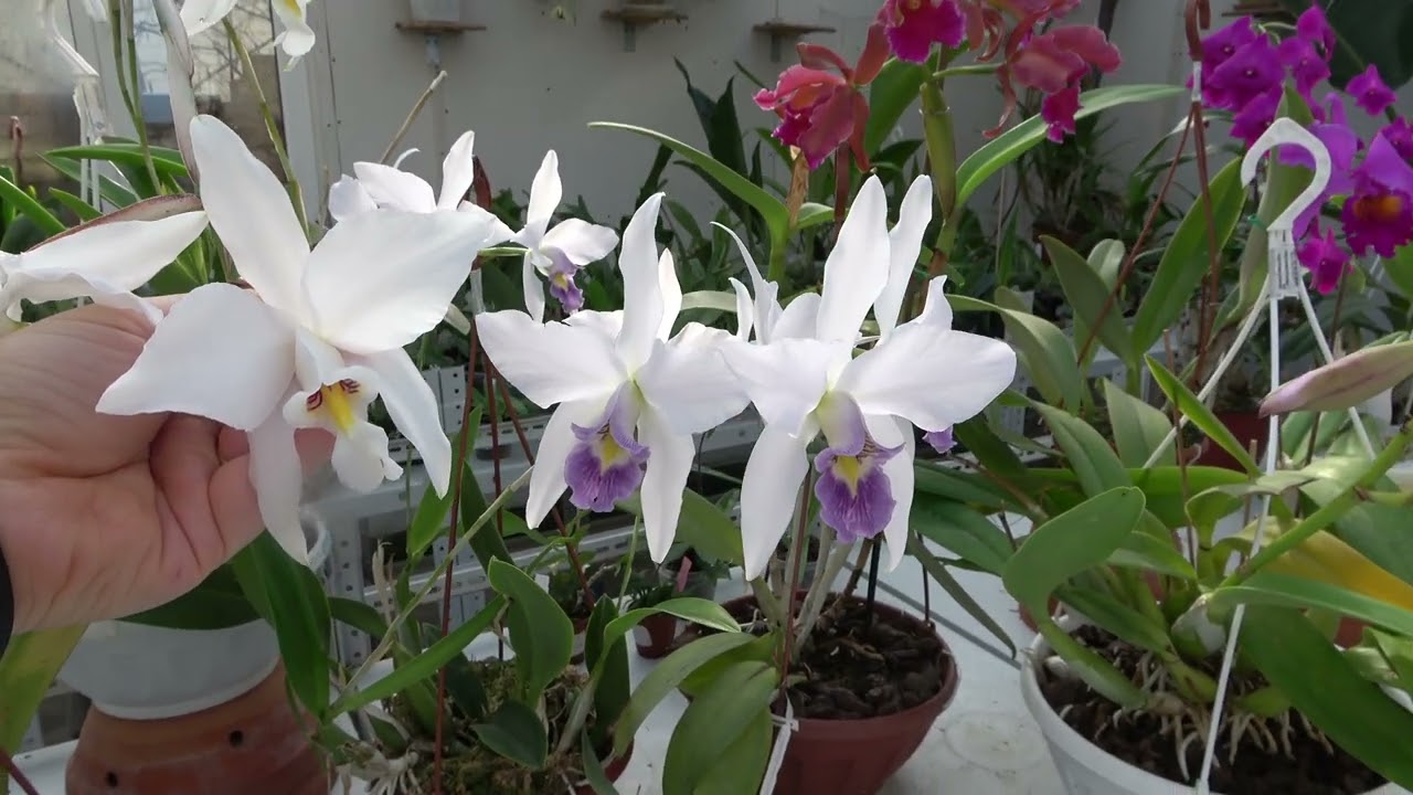 Цветение февраль 2022. Fredclarkeara Dark Daze , Cattleya Massiliensis purple , Laelia anceps  alba