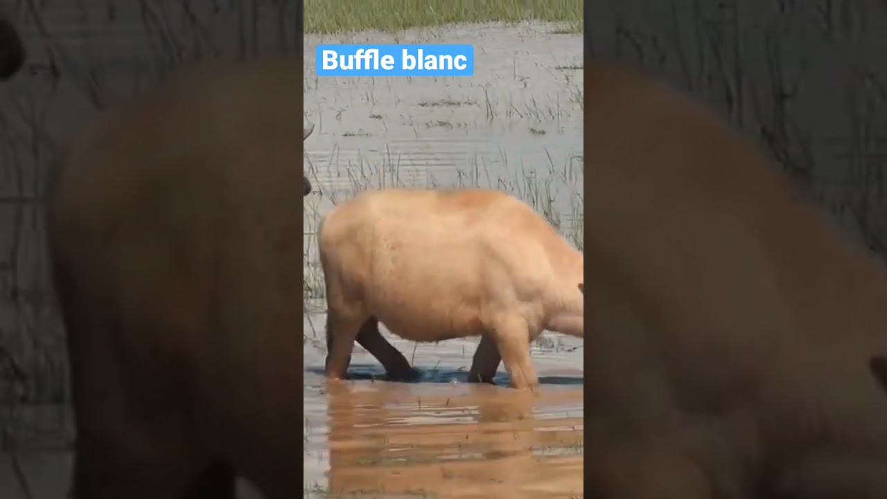 #shorts #ytviral #buffalo #buffalovideo #buffle #whiteanimals #animaux #animals #ytshorts #ytshort