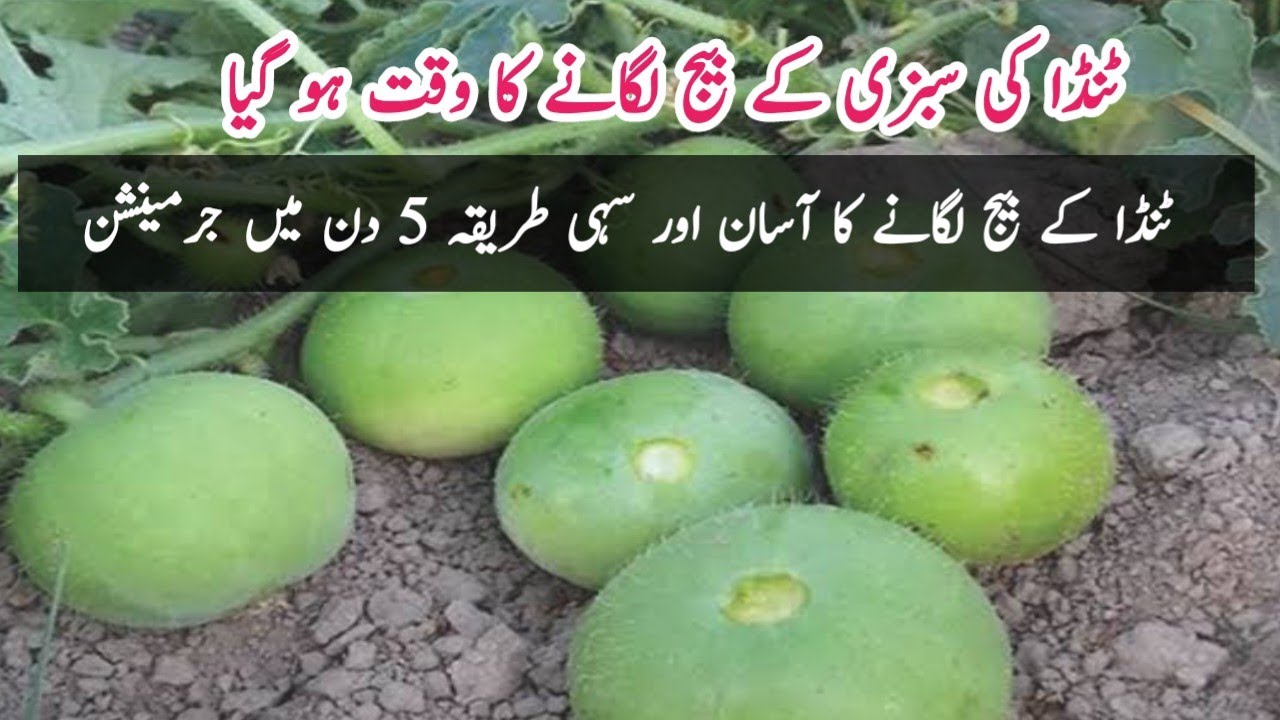 Tinda ki sabzi ugane ka asaan tarika | How to grow tinda vegetable | Grow in 6 days.