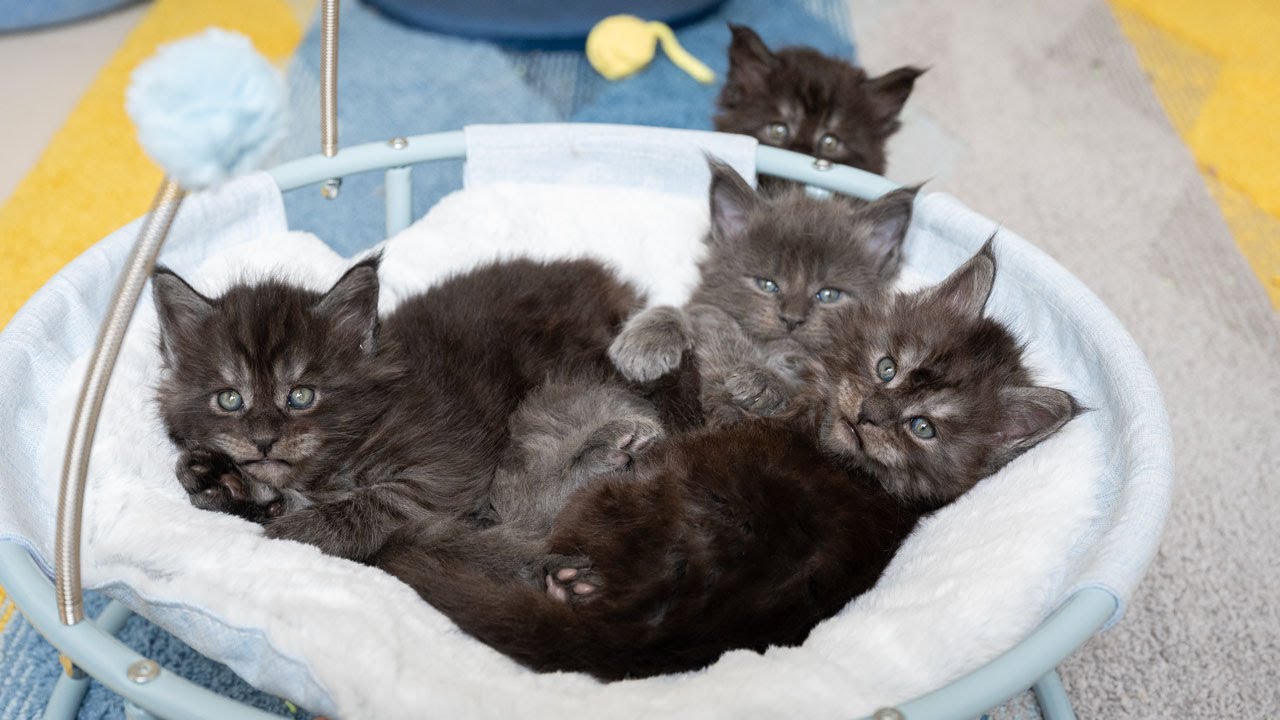 Meet the Fluffiest One-Month-Old Maine Coon kittens.