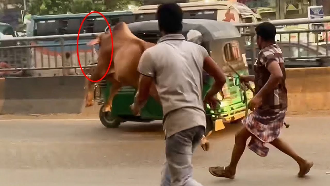 Best Pagla Goru 2024 in Bangladesh - Angry Bull - Gaptoli Cow Haat 2024
