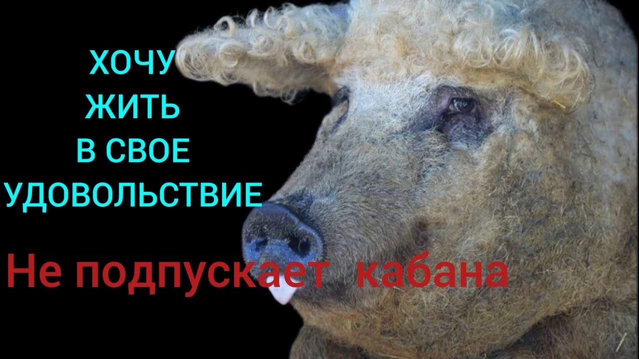 СВИНЬЯ В ОХОТЕ НЕ ПОДПУСКАЕТ КАБАНА. ЭСТРОФАН НЕ ПОМОГ.жизнь в деревне