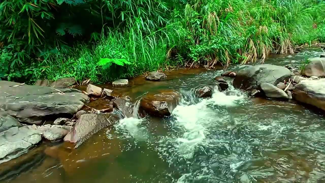 🌿Let Go of Stress and Fall Asleep to Soft River Sounds Flowing Through a Quiet Forest