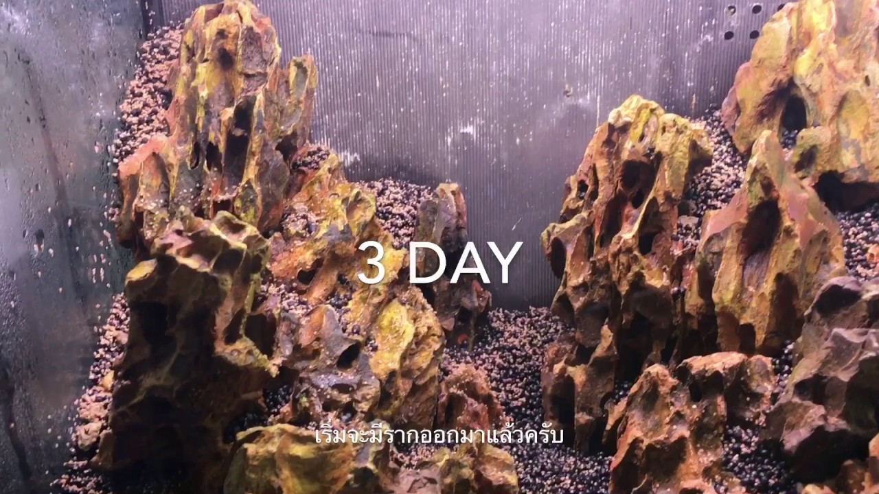 วิธีปลูกไม้น้ำด้วยเมล็ด seeds aquaticplant