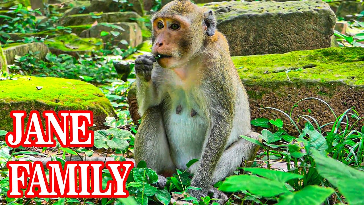 __OMG_Grass is a good choice for Jazzy monkey , she eats it as food.