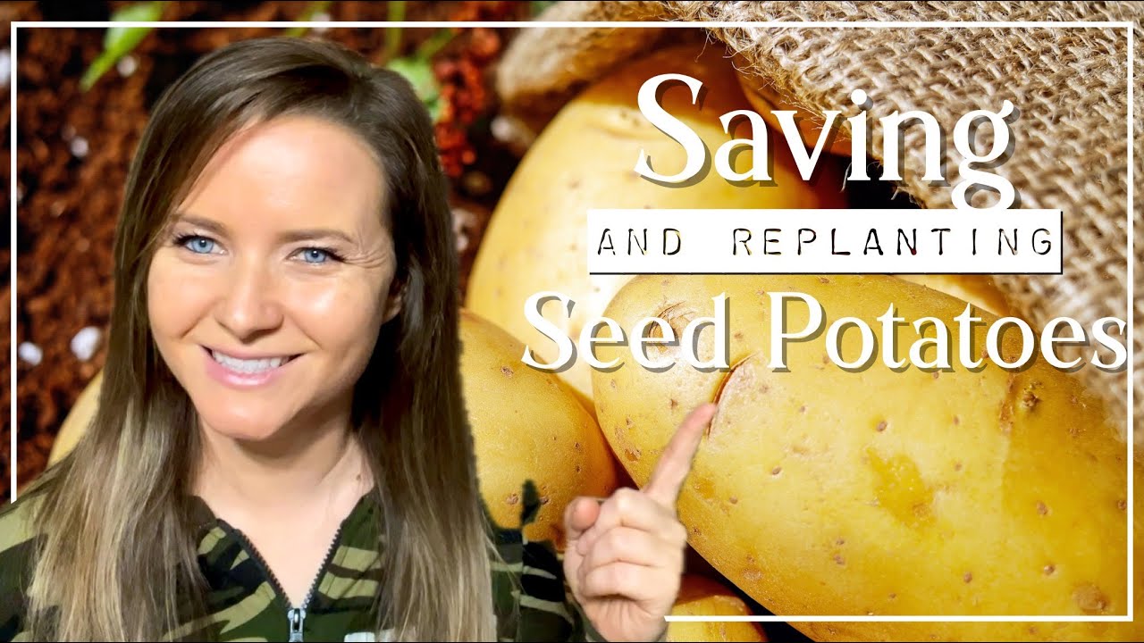 Saving and Replanting Seed Potatoes