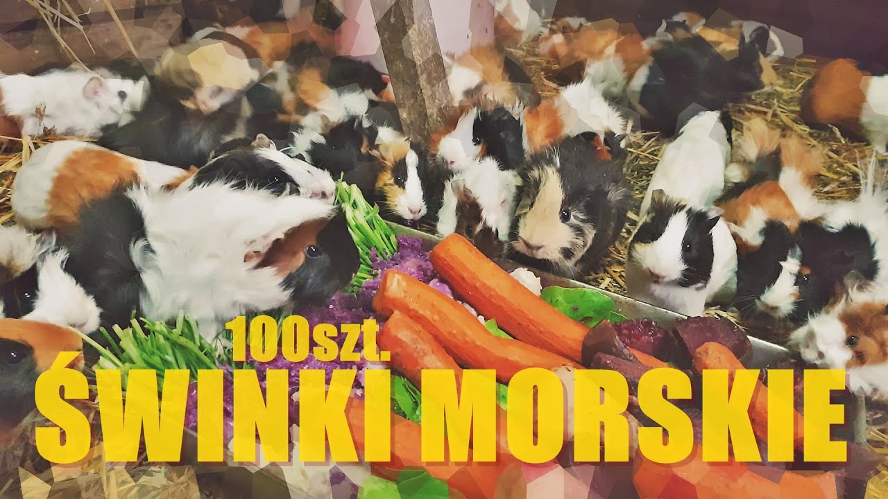 Moje mini ZOO / odc. 32  