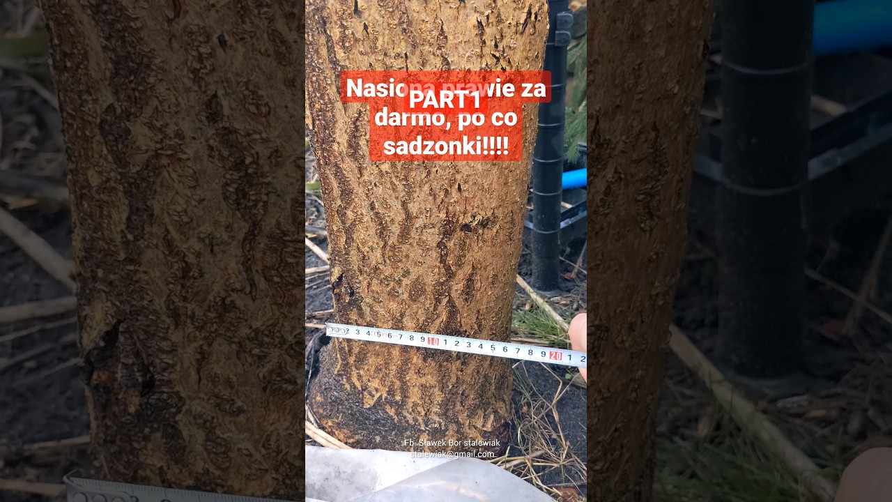 Paulownia prawie za darmo, 100 nasion za 20zł 😆 #szybki #przyrost #Paulownia #Tomentosa #oxytree