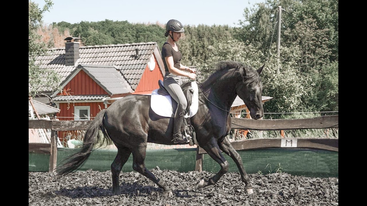 Kommentiertes Training l Dressurreiten l Reiten mit Halsring l Bodenarbeit
