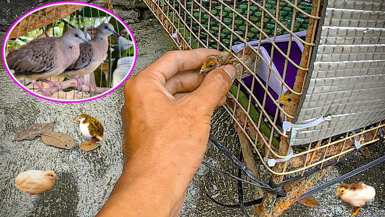 Giật Mình Vì Gà Tí Hon Trốn Thoát Và Cu Đất Lứa 2 Đã Có Cườm | Ngọc Quê