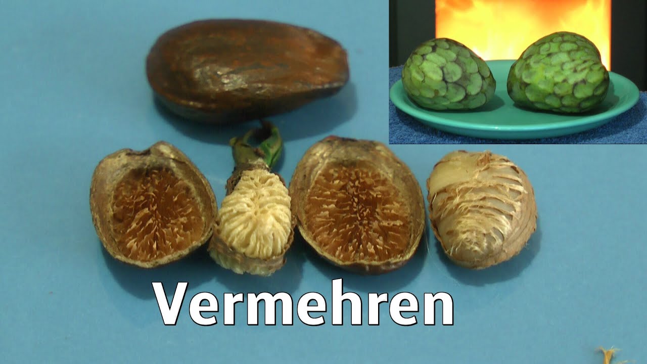 Cherimoya die Aussaat und interessante Erkenntnisse