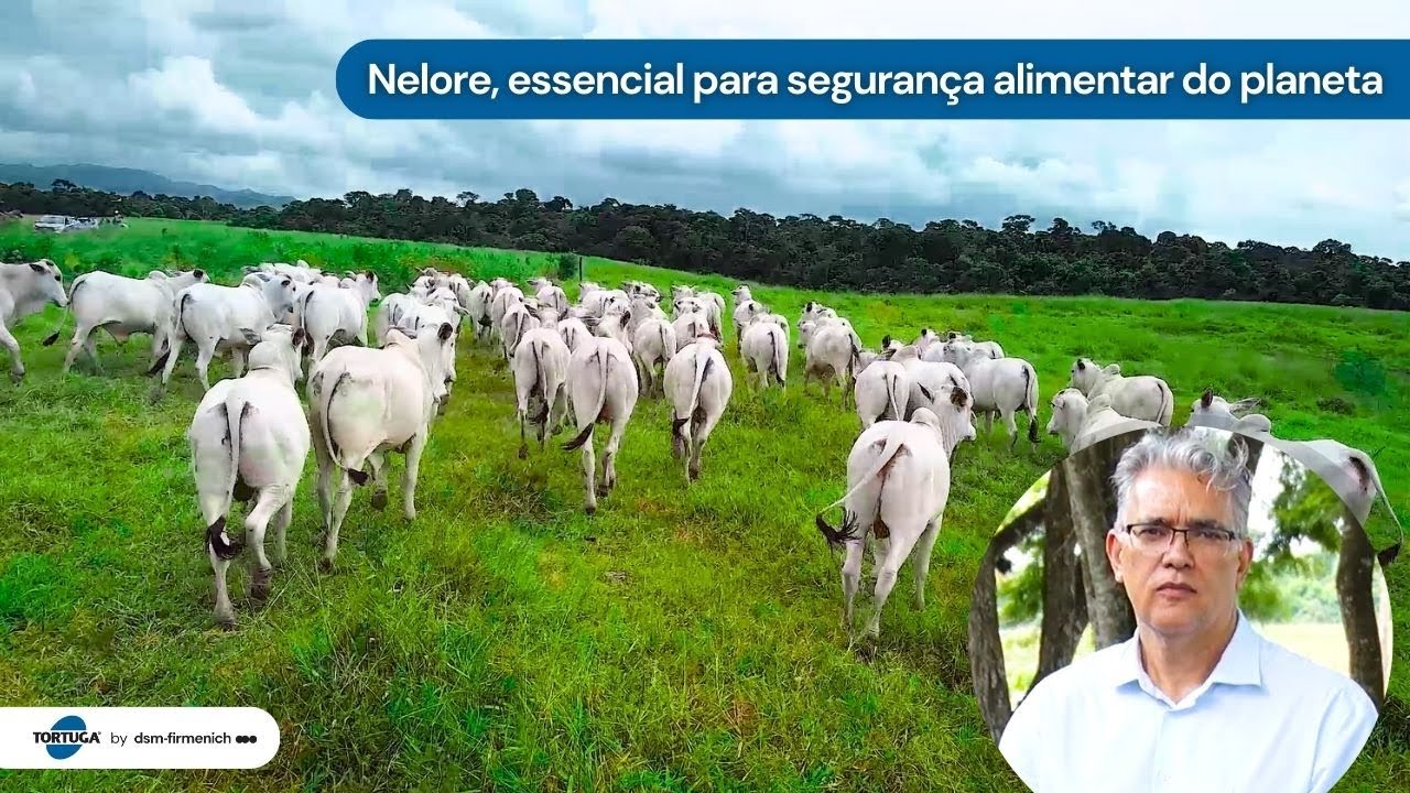 Nelore, essencial para segurança alimentar do planeta | Noticiário Tortuga