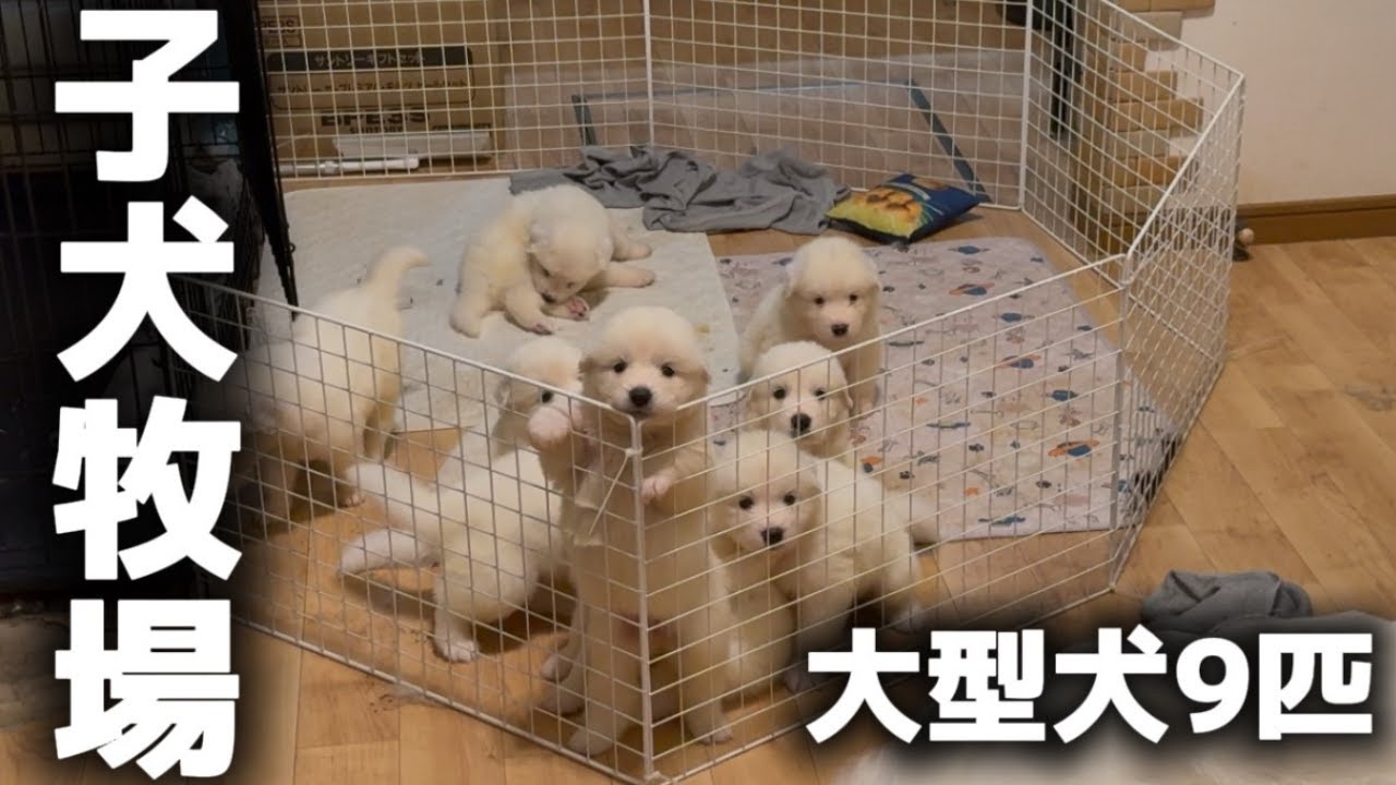子犬9匹に囲まれるドッグカフェが最高すぎましたｗ【サモエド】【グレートピレニーズ】【子犬】