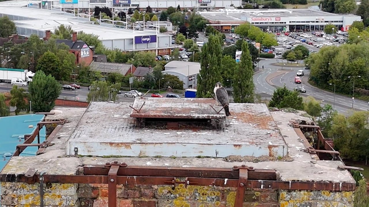 KIDDERMINSTER THURSDAY  4th SEPTEMBER 2025 + DRONE FOOTAGE BRIAN THE FALCON + PIANO BUILDING ENGLAND