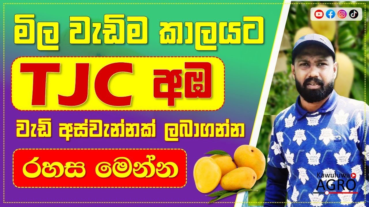 අඹ වගාවේ අවාරා (පැක්ලොබියුටිසෝල්)  යොදා අවාරයේදීත් ඵලදාව ලබාගමු - පළමු කොටස | Kawuluwa Agro