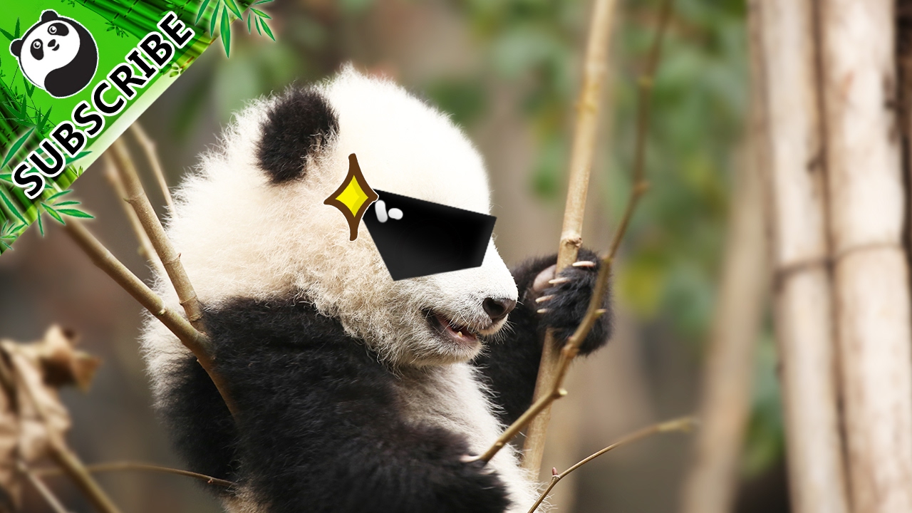 【Panda Theme】How Many Times Have You Smiled After Watching This? | iPanda