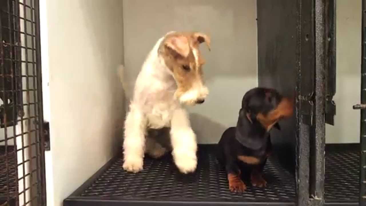 FOX TERRIER CACOPOULOS MONSTER JUGANDO CON PIPO TECKEL 0407-2012 174211