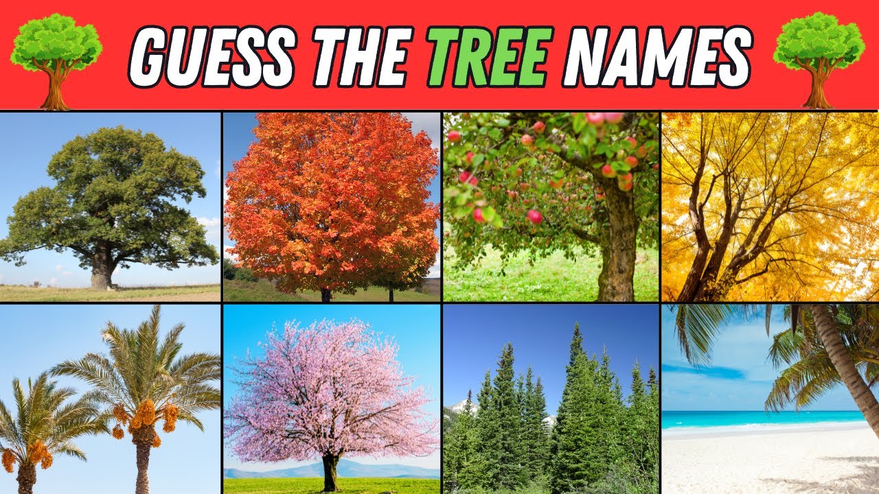 Guess the Tree Names | 3 Seconds Quiz | Guess 50 Trees for Kids