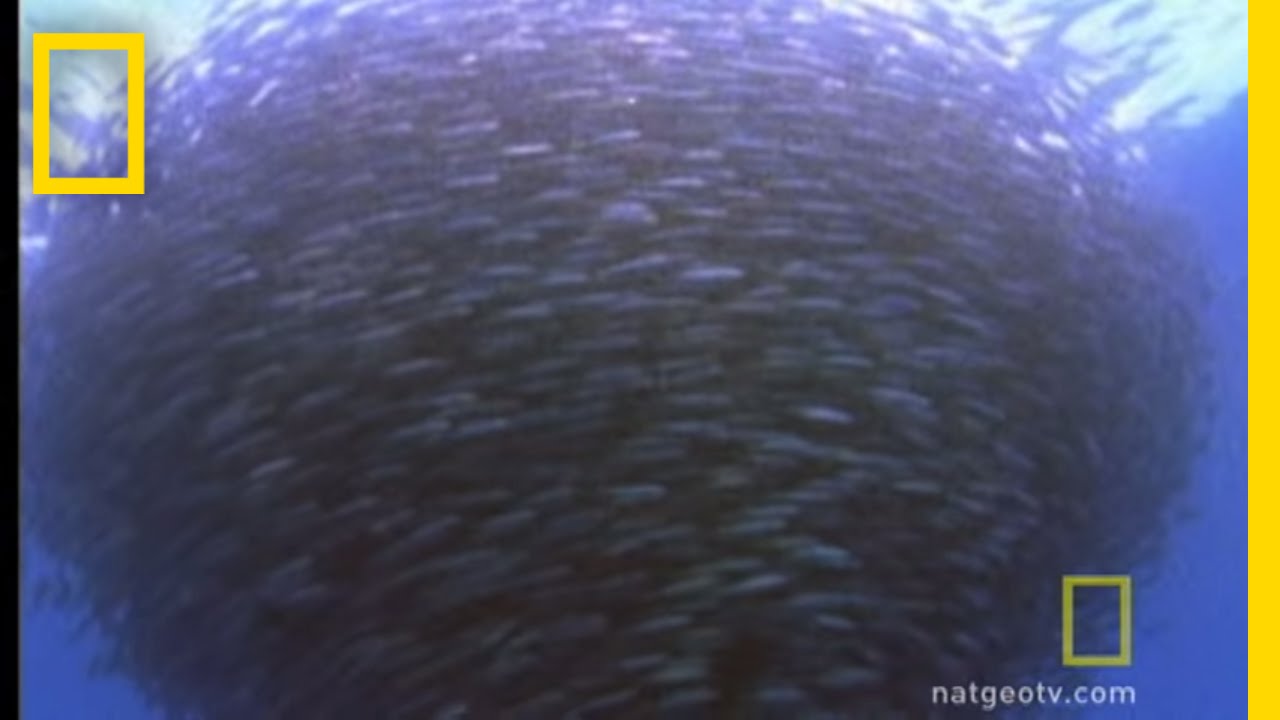 Bluefin Tuna Eat Bait Ball | National Geographic