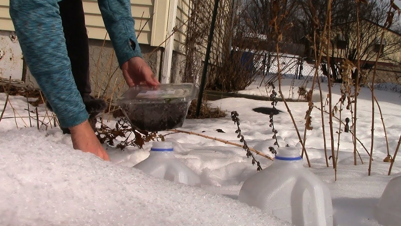 winter sowing using milk jugs (zone 4a) | gardening 2018-03-15