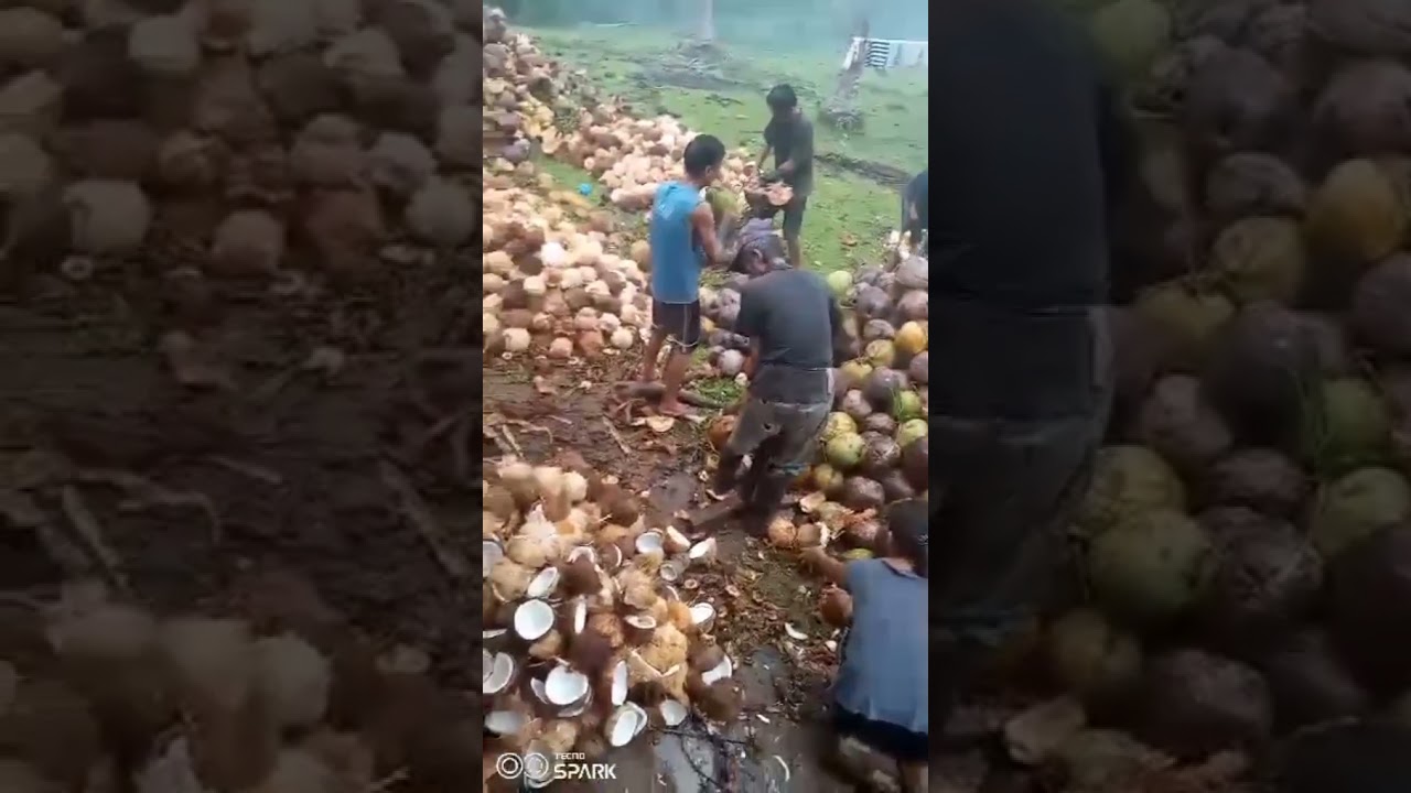 kadama life in kuwait●the real life in province beautiful &peaceful  life , farmer life.