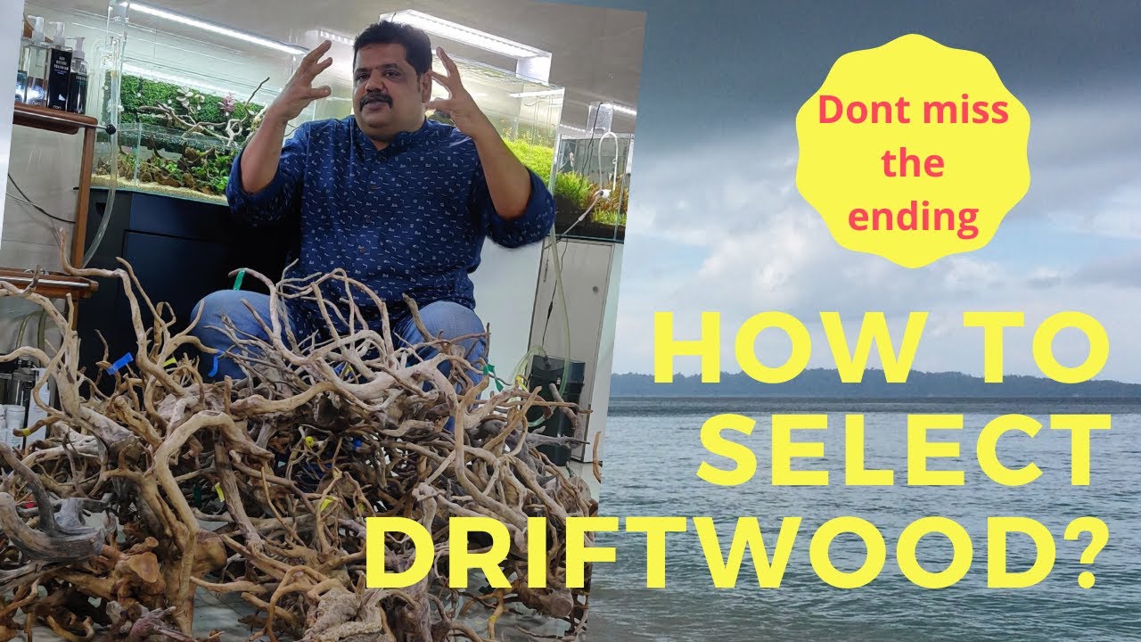 How to Select Driftwood For Aquarium | Best Driftwood for Aquarium | Aquarium wood | Iwagumi Style