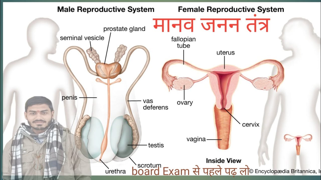 मानव जनन तंत्र । Male Reproductive system । Female Reproductive system । board Exam से पहले पढ़ लो 🔥