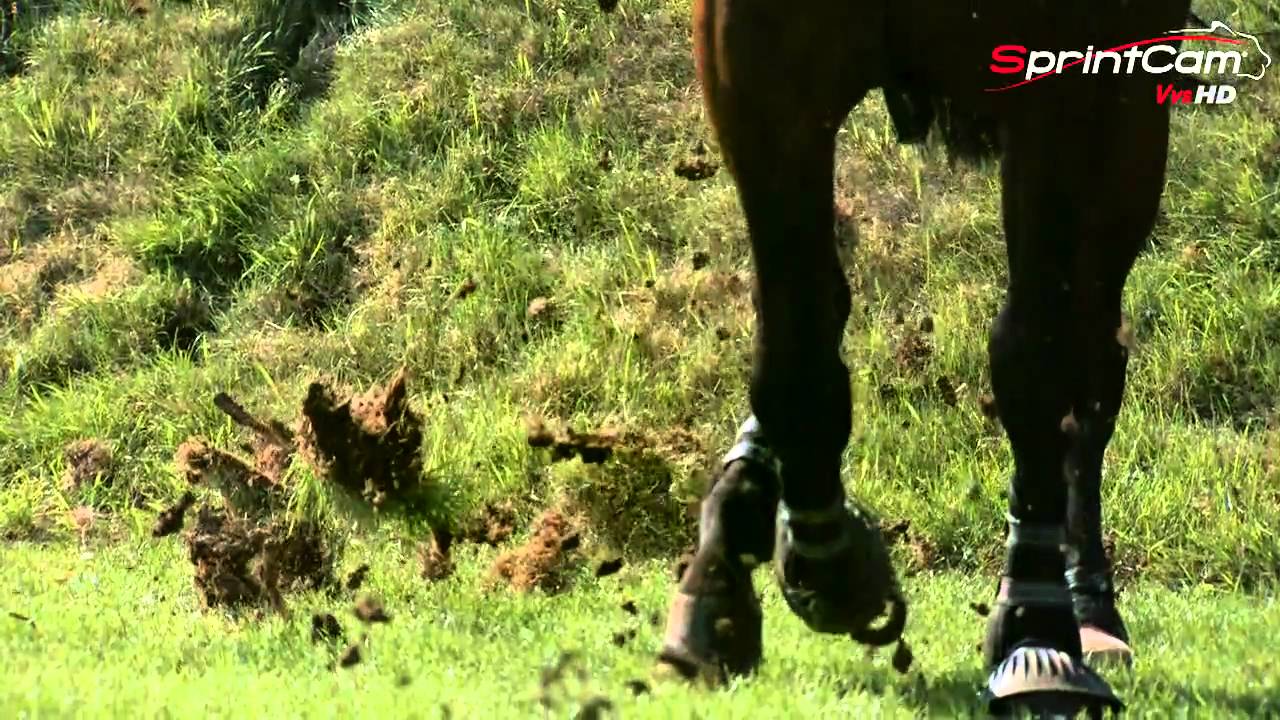 Hickstead Horse Jumping