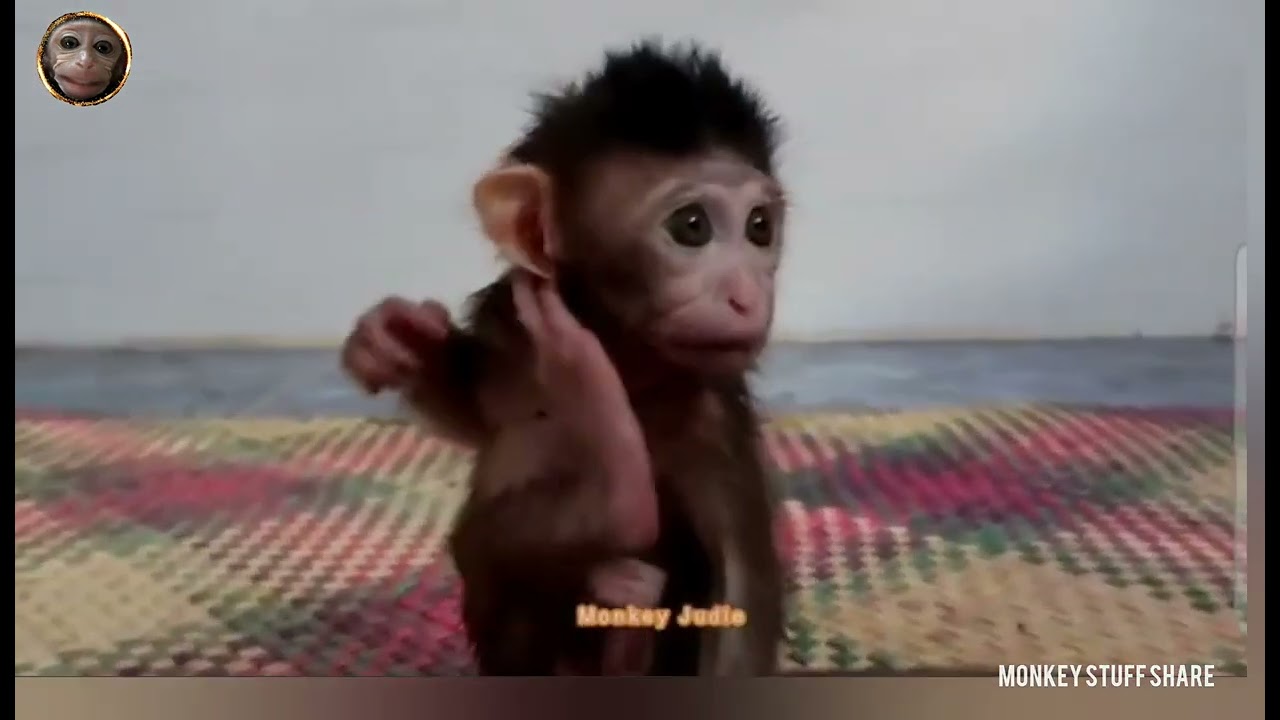 Unnatural Behaviour in Infant Macaque