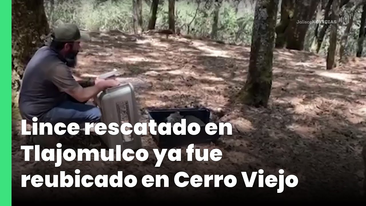 Lince rescatado en Tlajomulco ya fue reubicado en Cerro Viejo | Jalisco Noticias