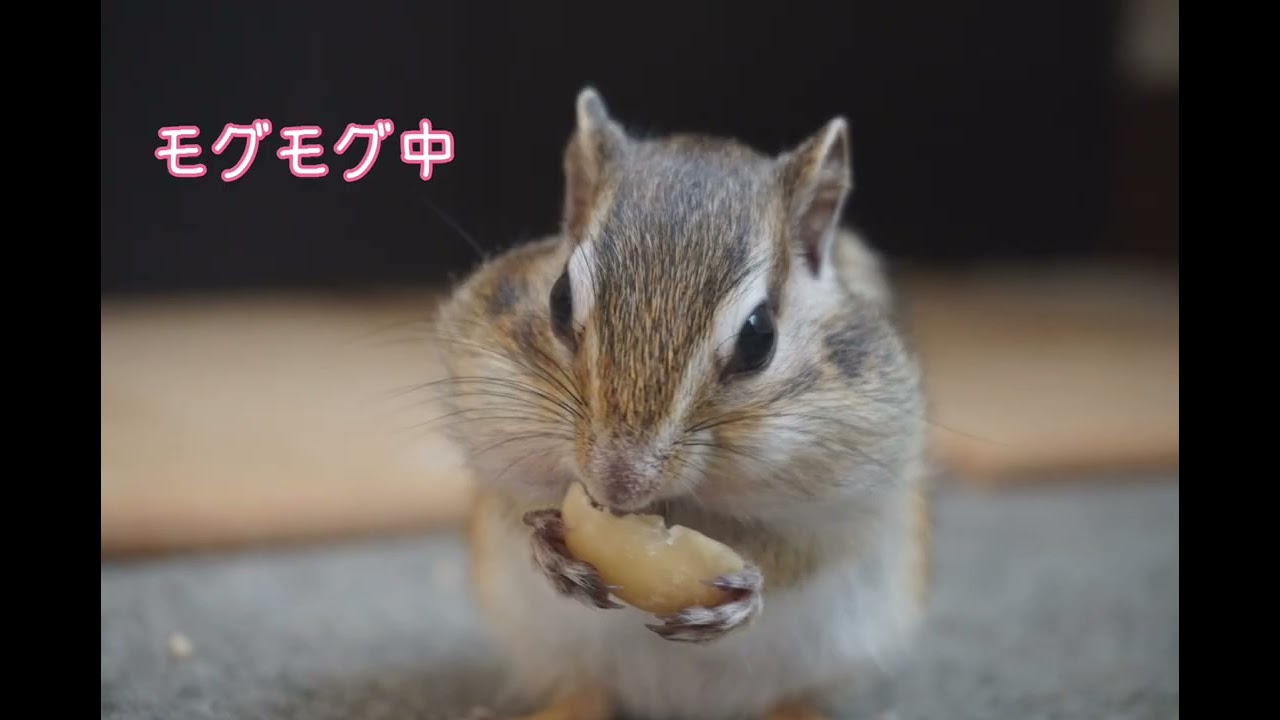 シマリス『ゆき』『陽翔』