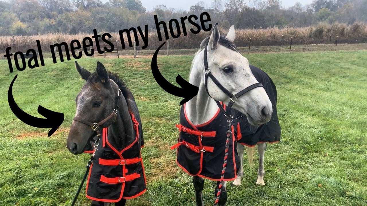 Weaning My Foal | My Horse & Foal Meet