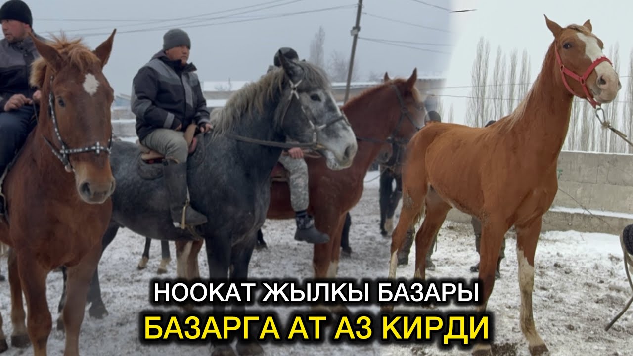 170 Миңге Дончак Тай алынып 10 МИҢ ПАЙДАГА 180 Миңге Кайра Сатты  18 январь  2026  Жыл