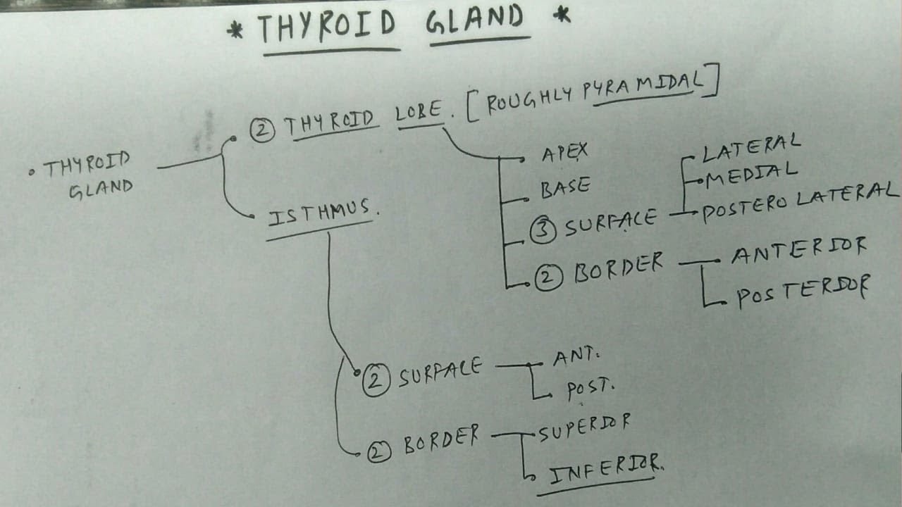 Thyroid Gland- Border and Surface | TCML