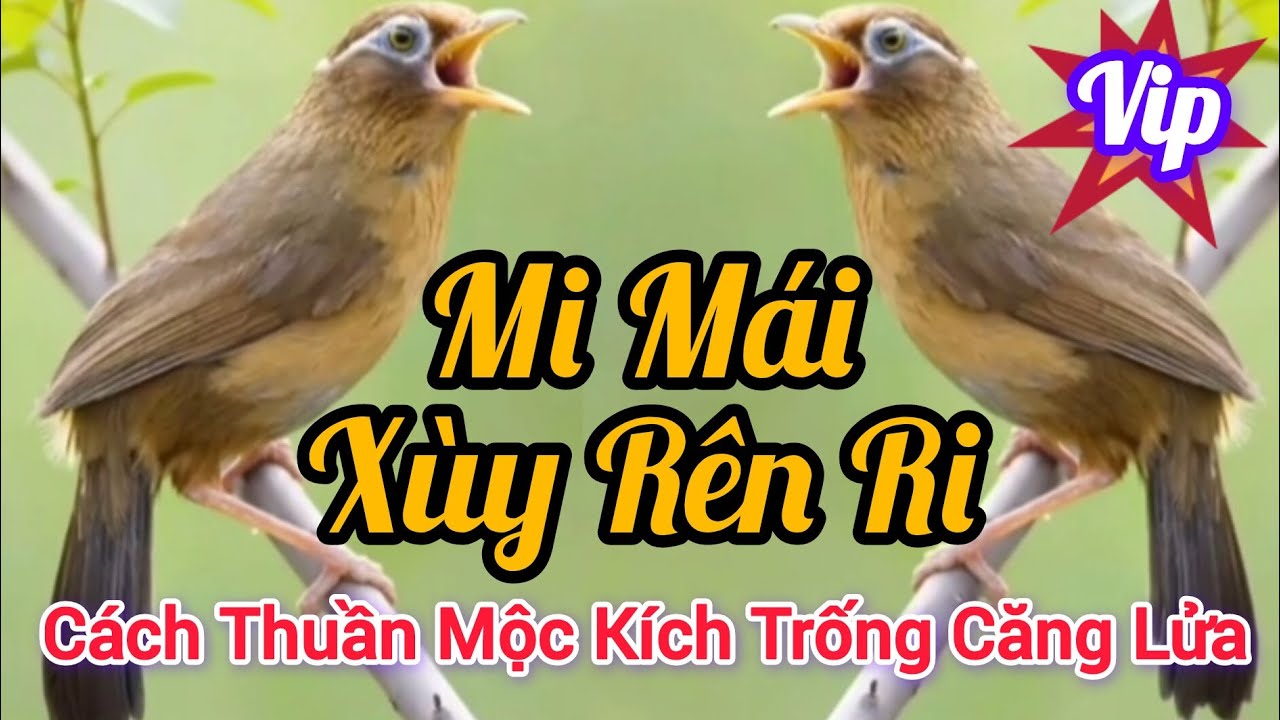 Mi Mái Xùy Rên Rỉ Đẳng Cấp Kích trống Căng lửa hót liên tục #hoamihothay