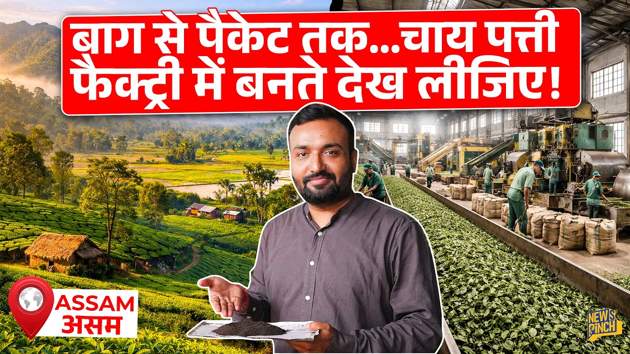 Factory में Assam Tea बनते देख लीजिए, 1 लाख की चाय का सच क्या निकला? Tea Production