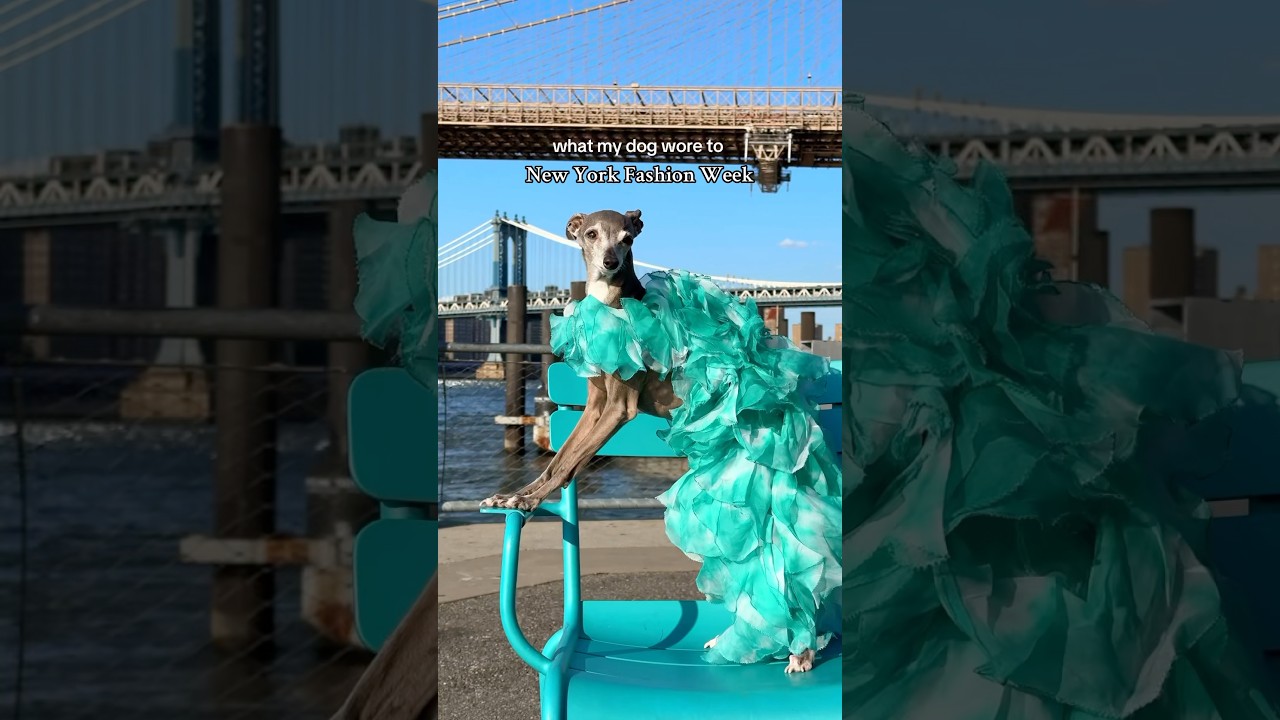 What My Dog Wore to New York Fashion Week!