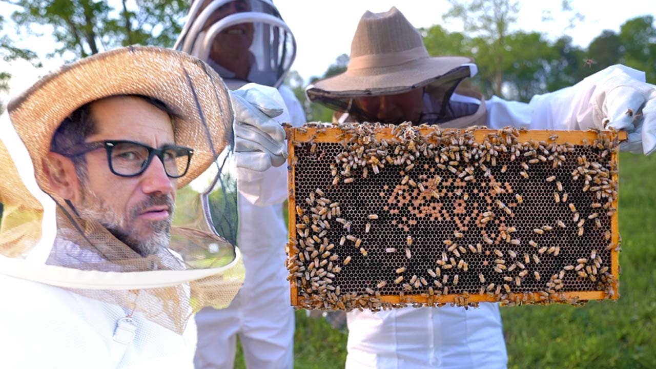 We Got BEES