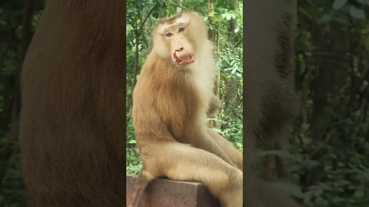 Big brother monkeys so sad ofter Group conflicts #babymonky #babyanimal #cute #babymongkey #animals