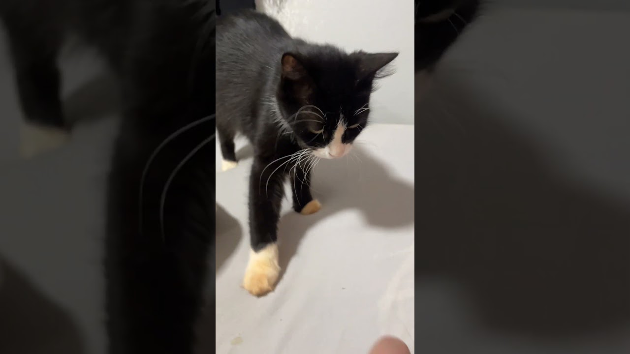 Soreano s&oacute; quer bagun&ccedil;a hoje kkk #cat #petsfofinhos #animais #cute #cutecat #gatoshermosos