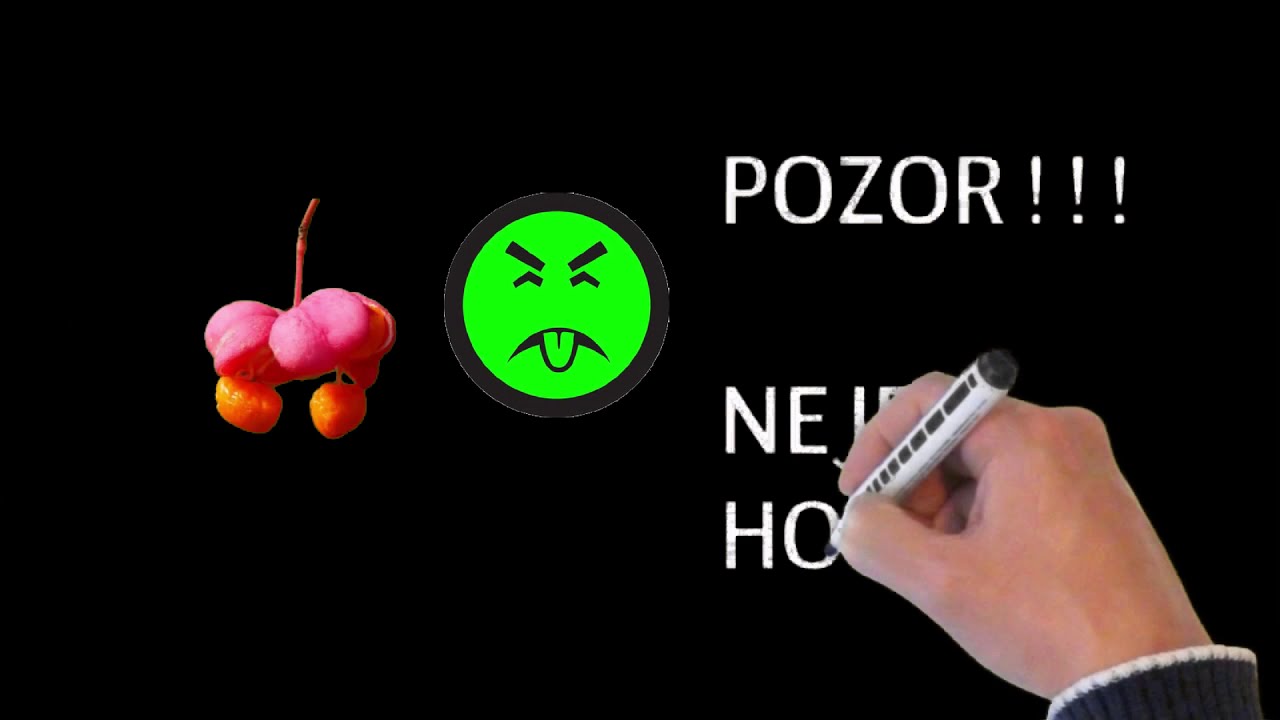 Poznáváme keře: ŠÍPEK, HLOH a BRSLEN