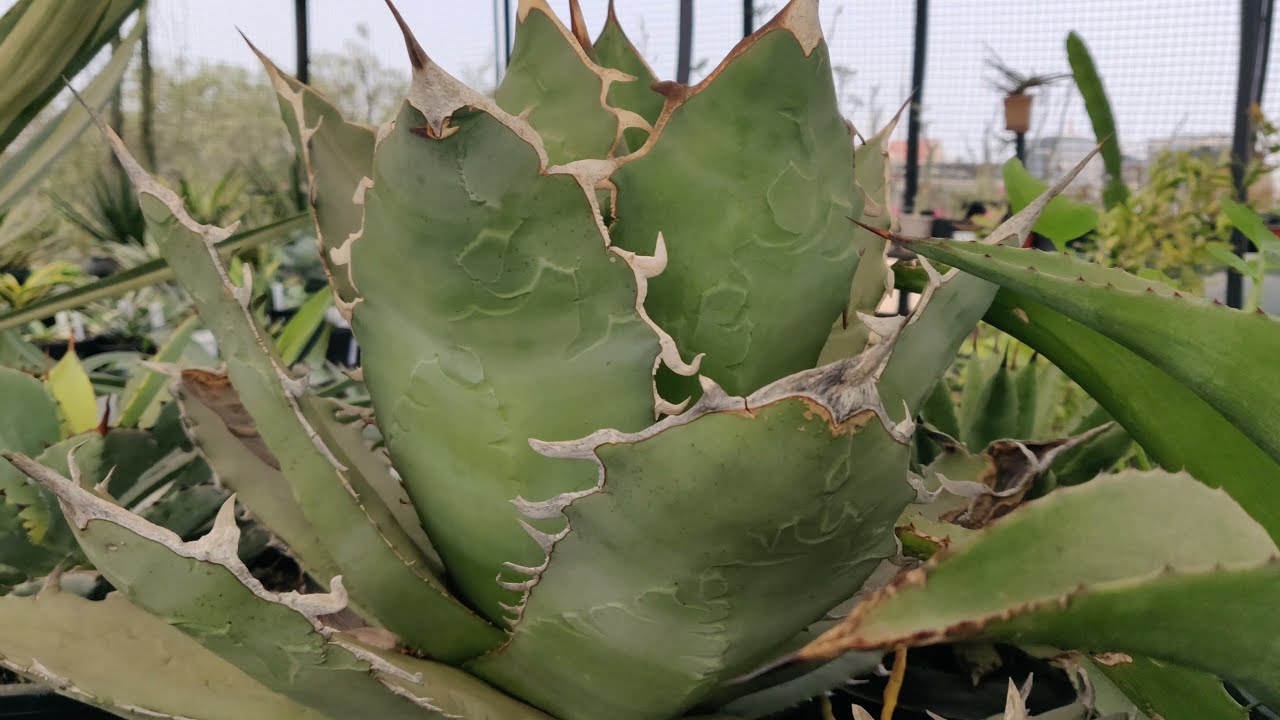 Agave Collection - Agave in the City - Agave on Rooftop