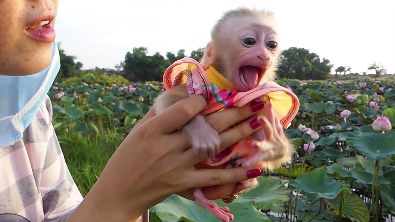 Ohhgod!! First Time Newborn Zuji CryLoudly Hug Mom's Hands Because She ScareHigh Place